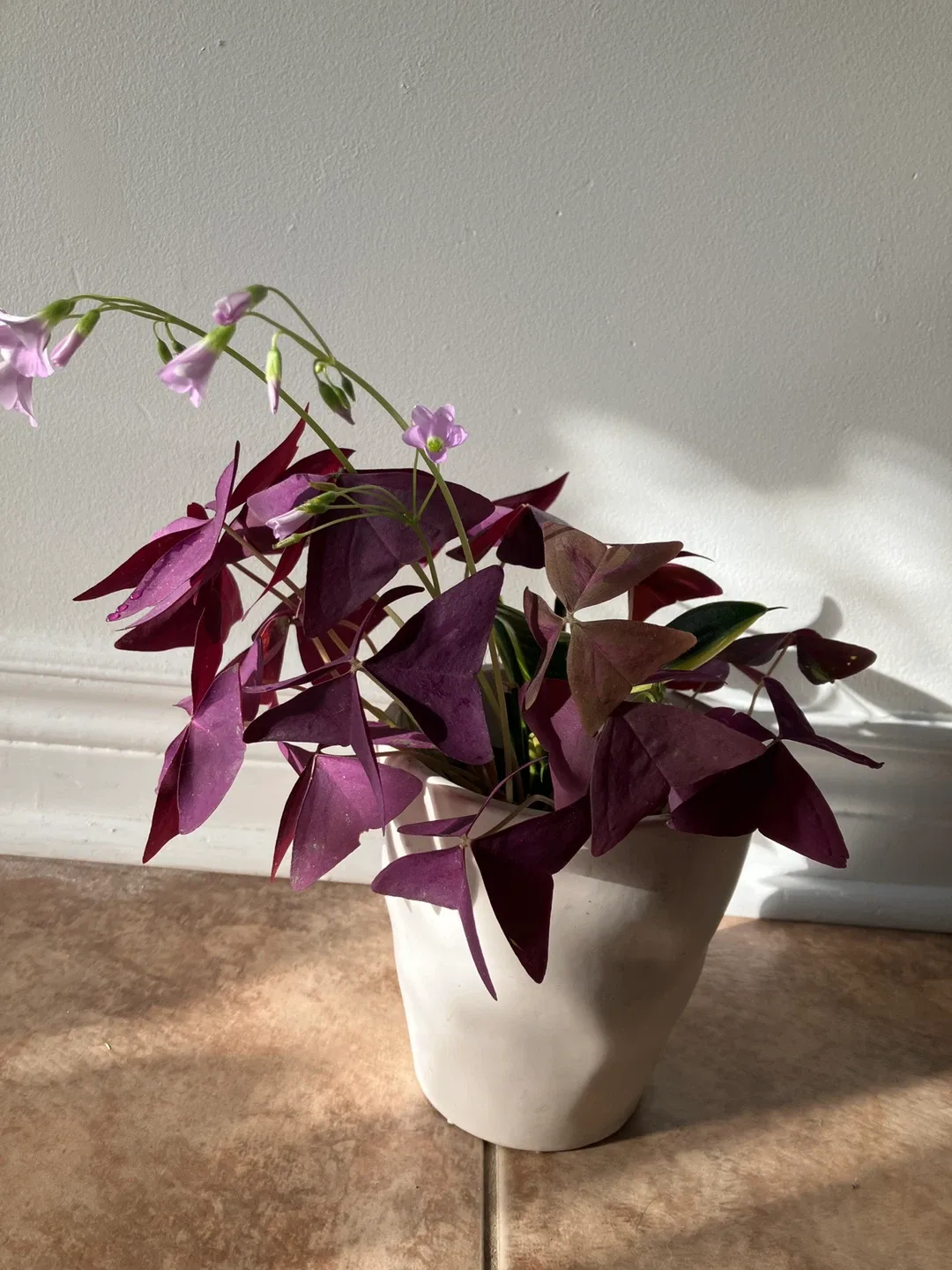 Purple Shamrock Plant image indicator(2)