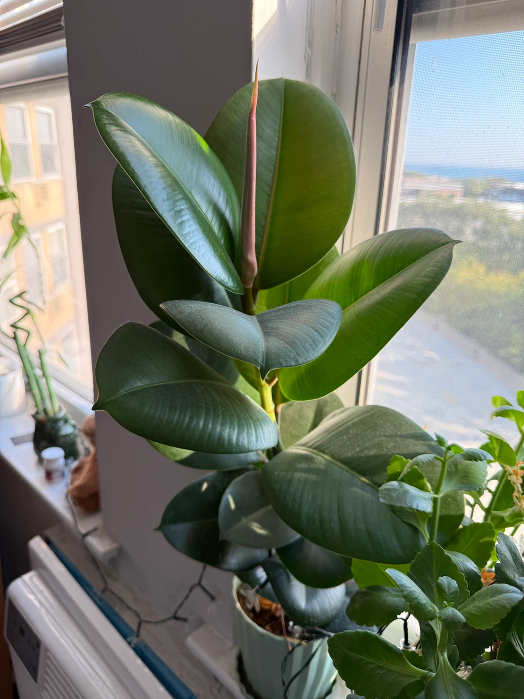 🧡 Ficus Elastica Plant