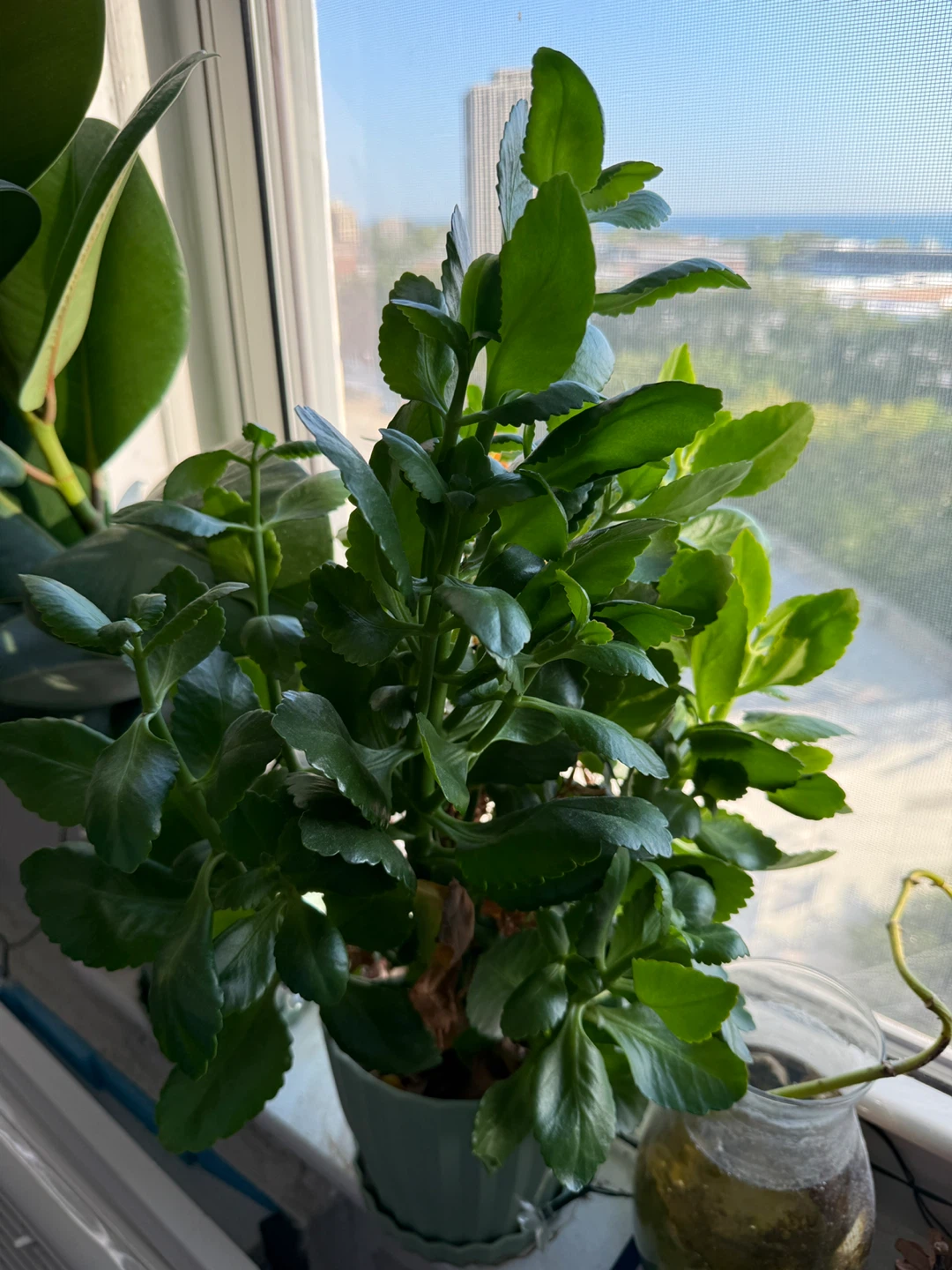 🧡 Kalanchoe plants