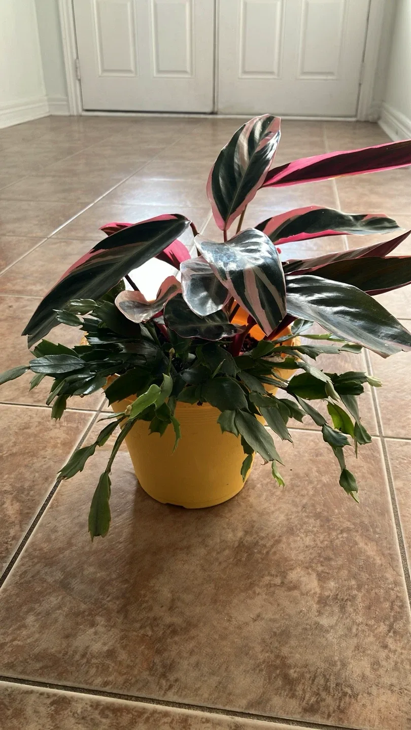 Prayer plant/Calathea Plant image indicator(2)
