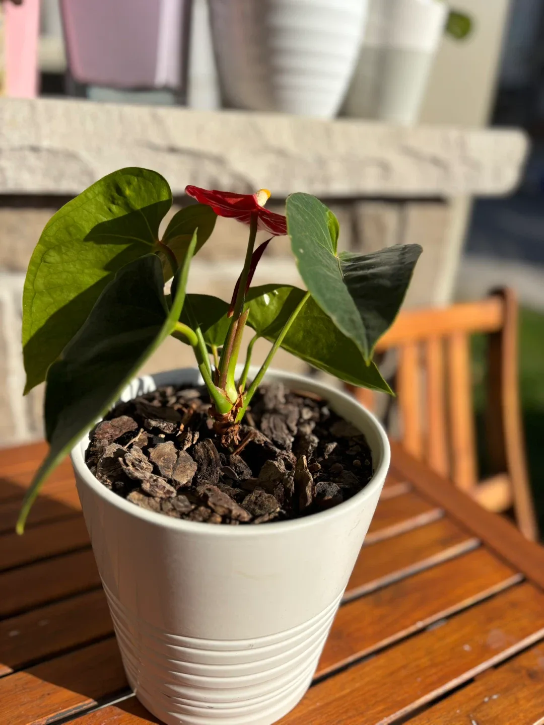 Anthurium Plant in White Pot $20 image indicator(2)