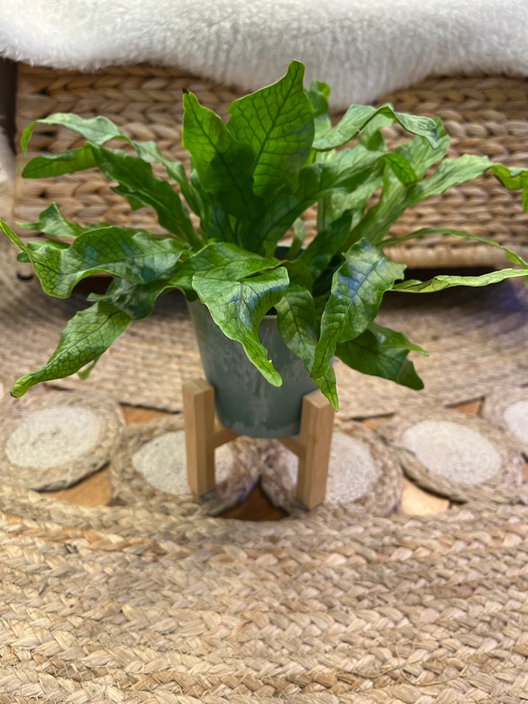 Crocodile Fern with cover pot and stand - photo 2