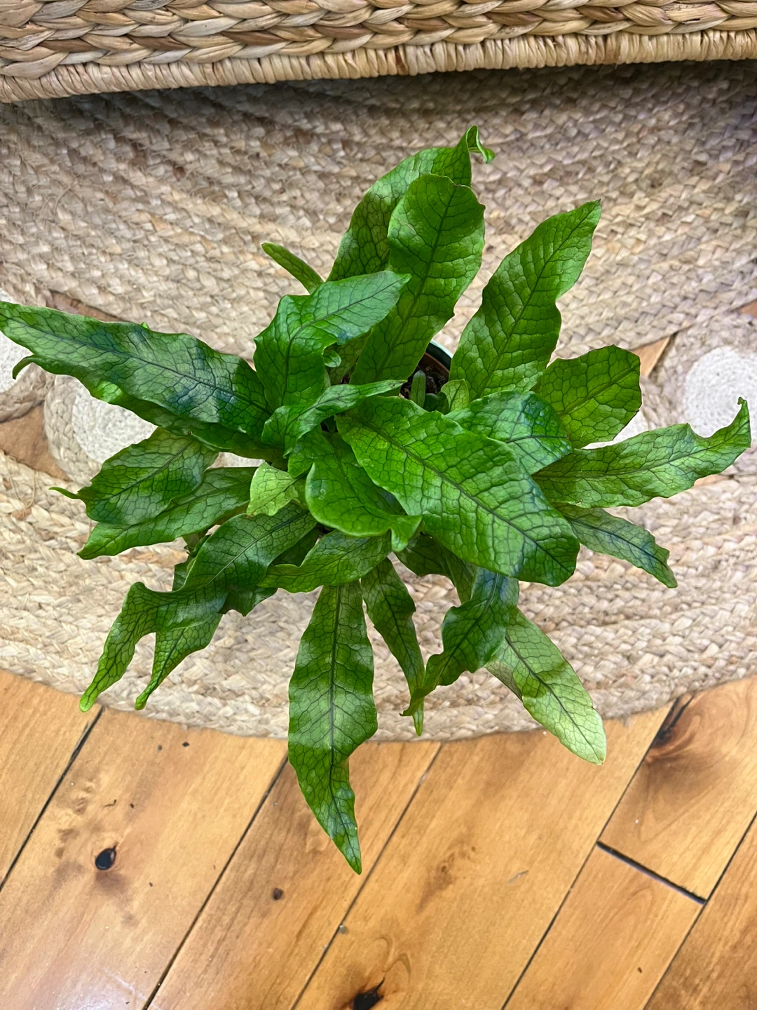 Crocodile Fern with cover pot and stand - photo 3