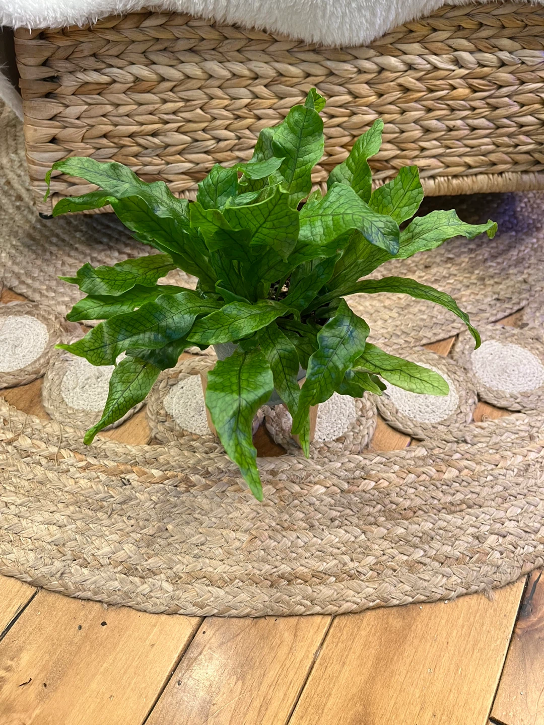 Crocodile Fern with cover pot and stand