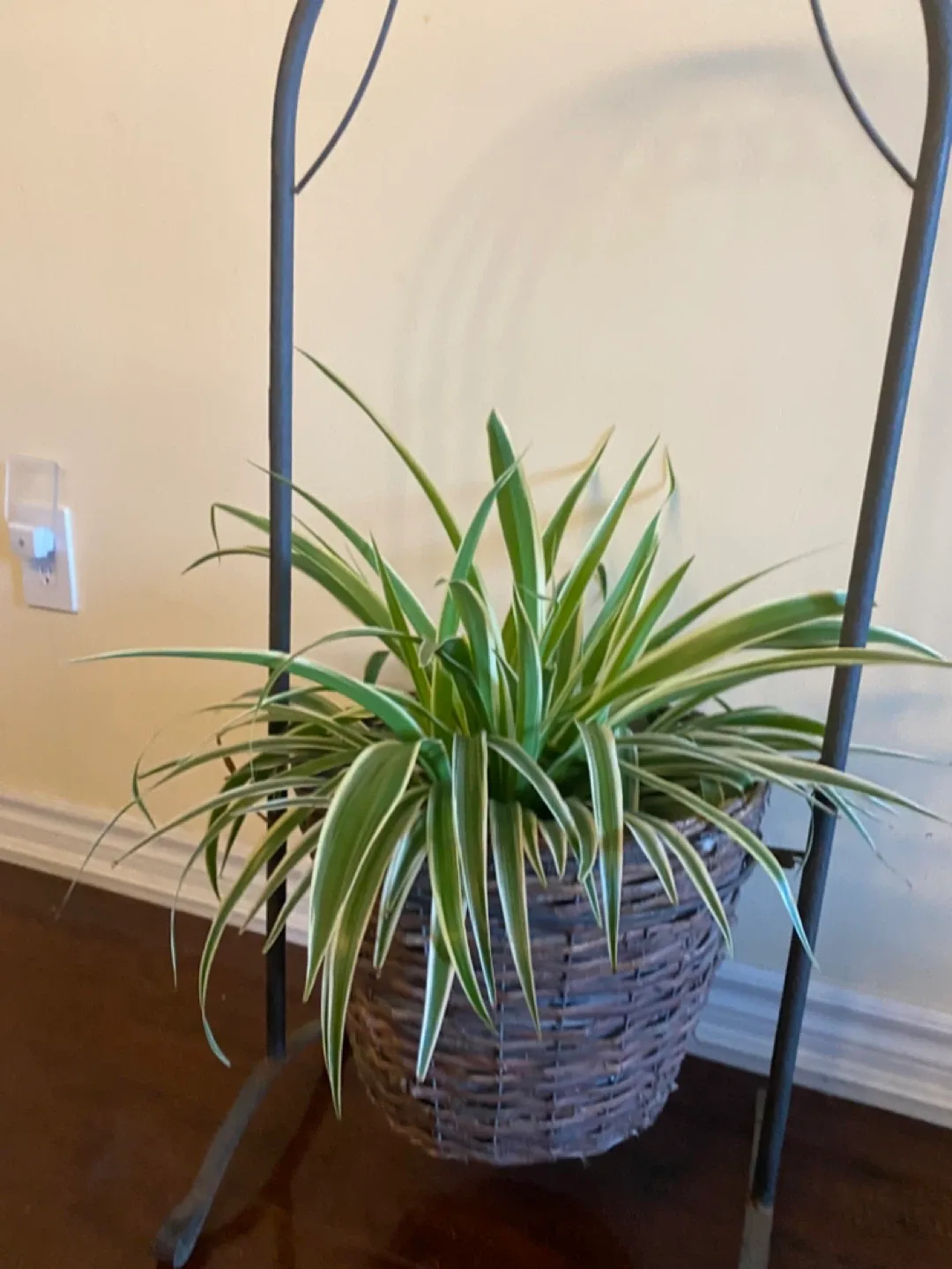 Potted Spider Plant with Metal Stand image indicator(2)
