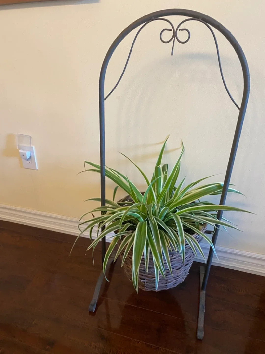 Potted Spider Plant with Metal Stand image indicator(4)