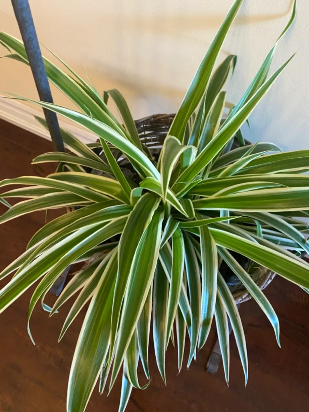 Potted Spider Plant with Metal Stand image indicator(3)