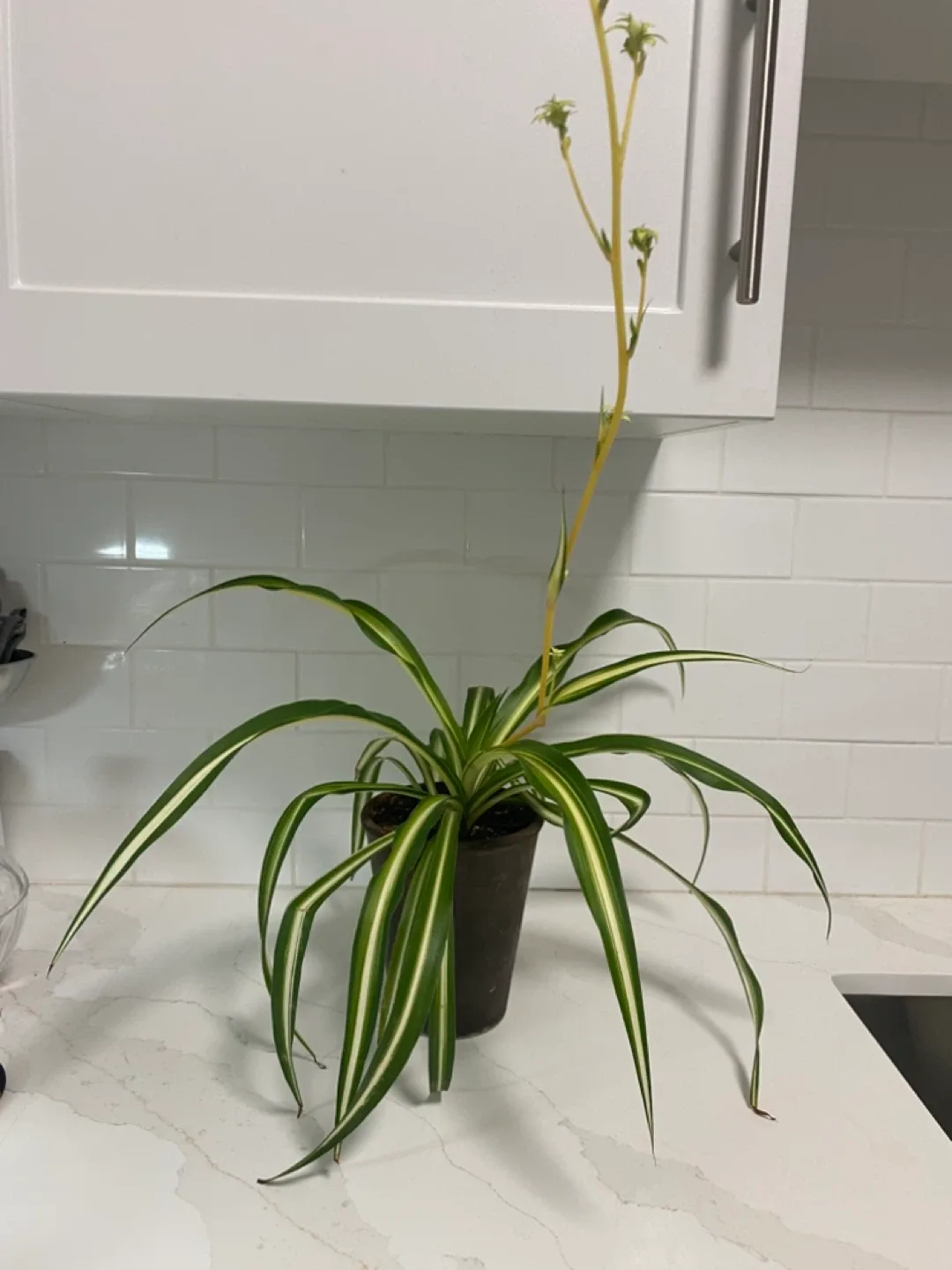 Spider Plant image indicator(2)