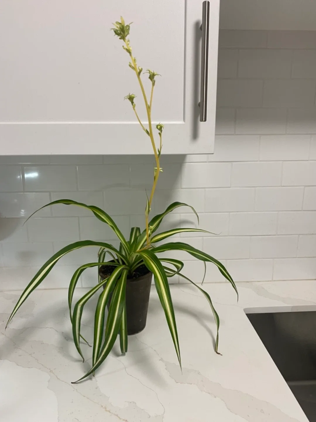 Spider Plant image indicator(3)