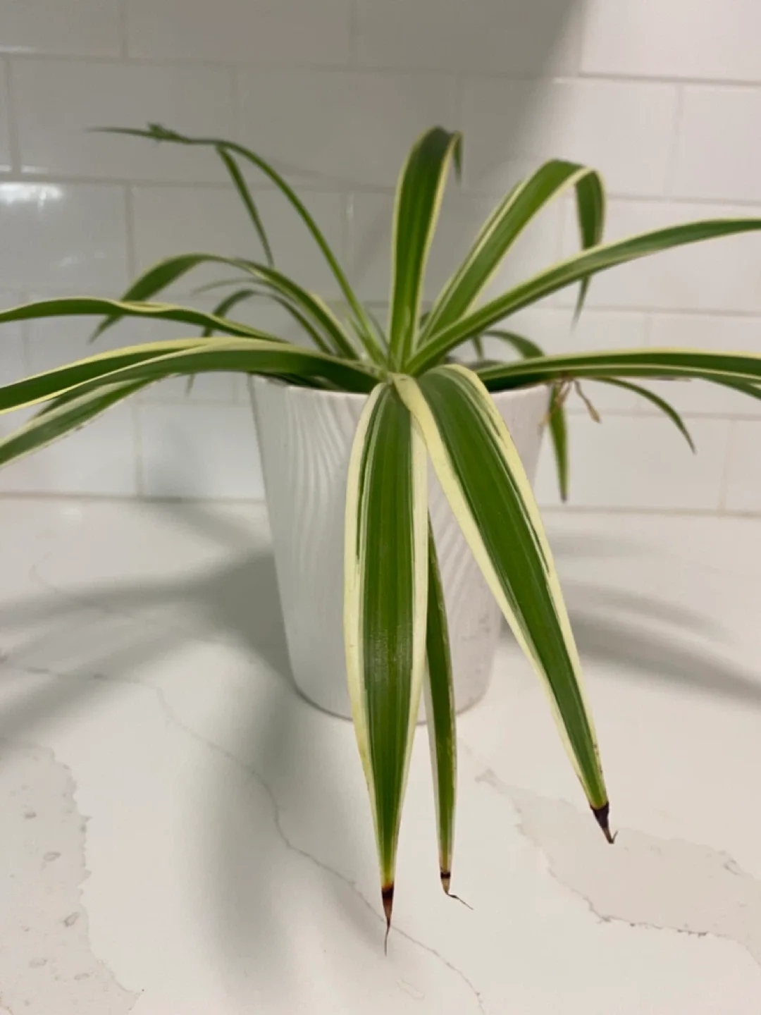 Spider Plant in White Pot image indicator(4)