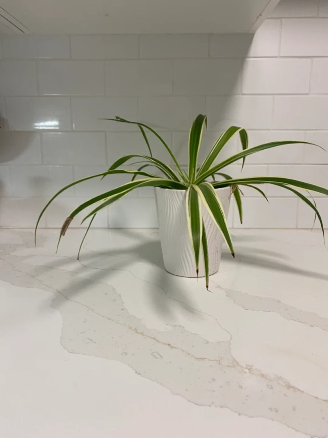 Spider Plant in White Pot image indicator(2)