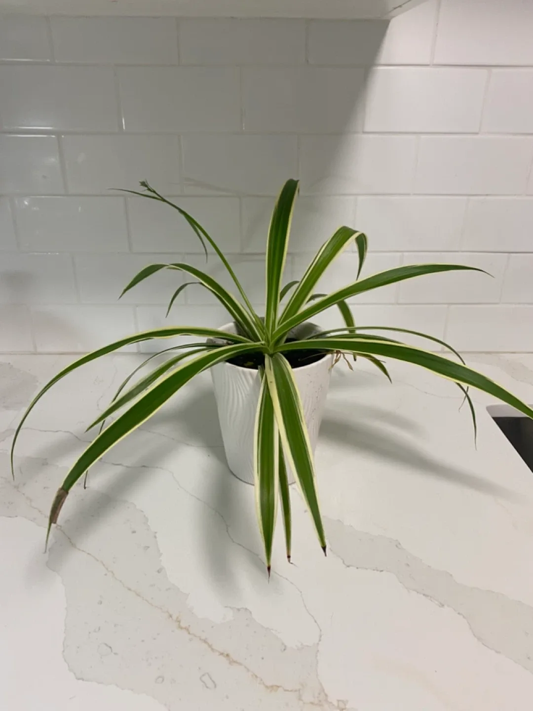 Spider Plant in White Pot image indicator(3)