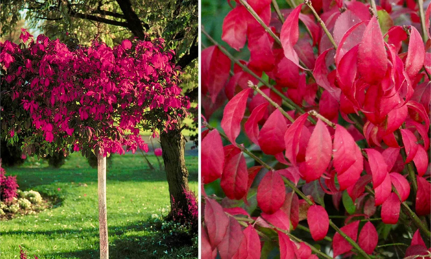 Burning Bush Tree Standard 4 feet tall in 5 gallon pot - photo 2