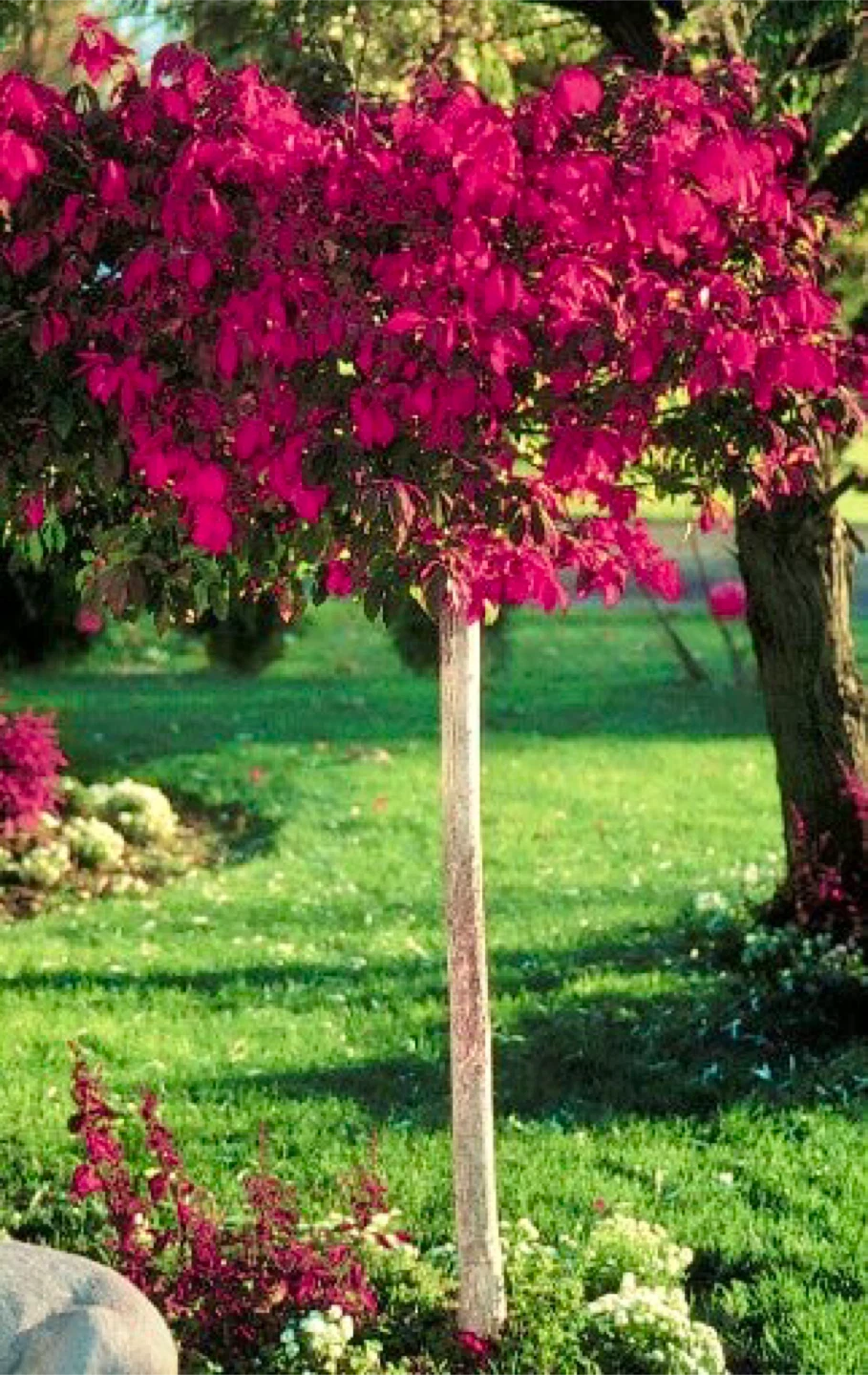 Burning Bush Tree Standard 4 feet tall in 5 gallon pot