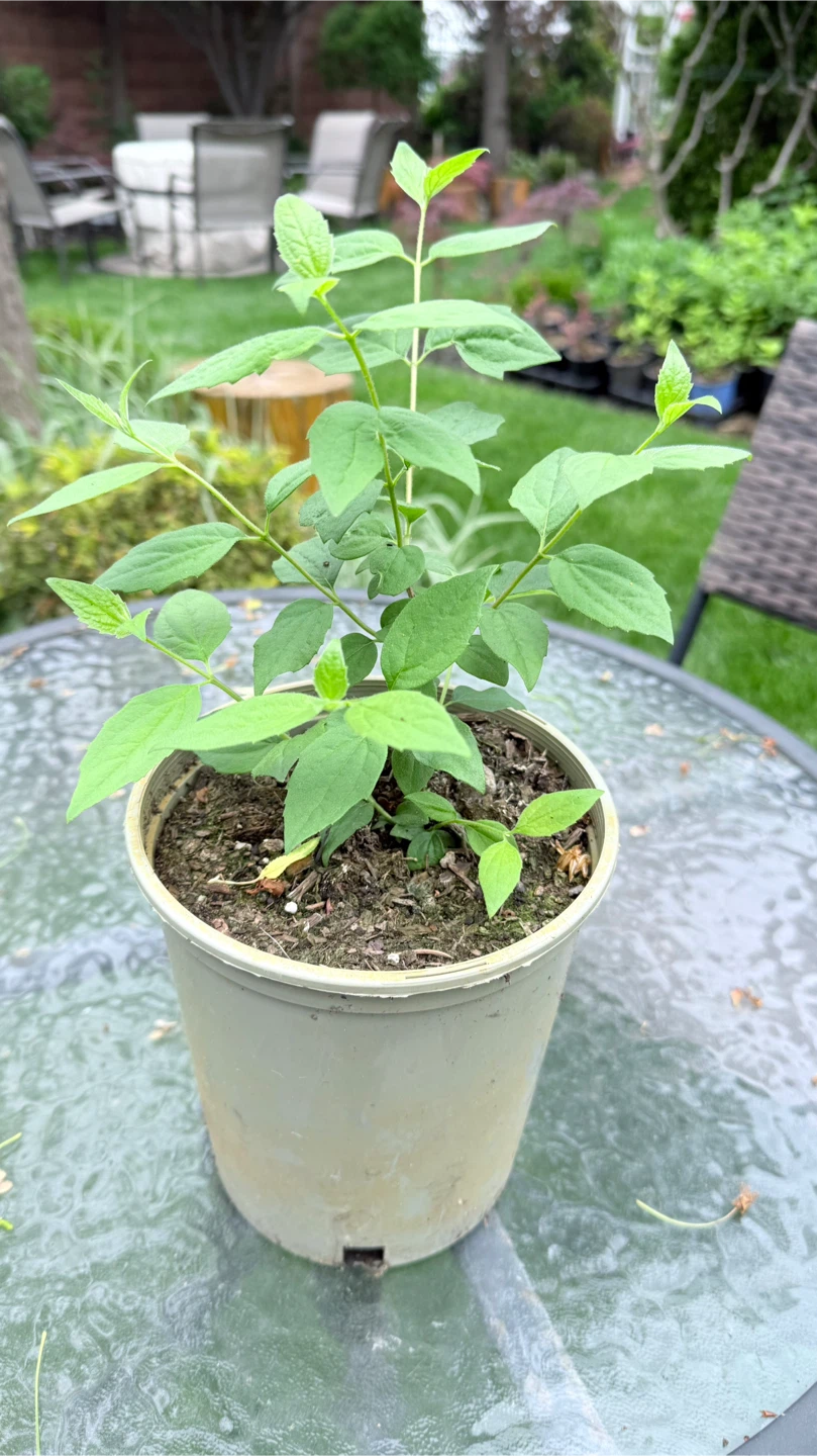 Mock Orange or Canadian Jasmine Plant - photo 3