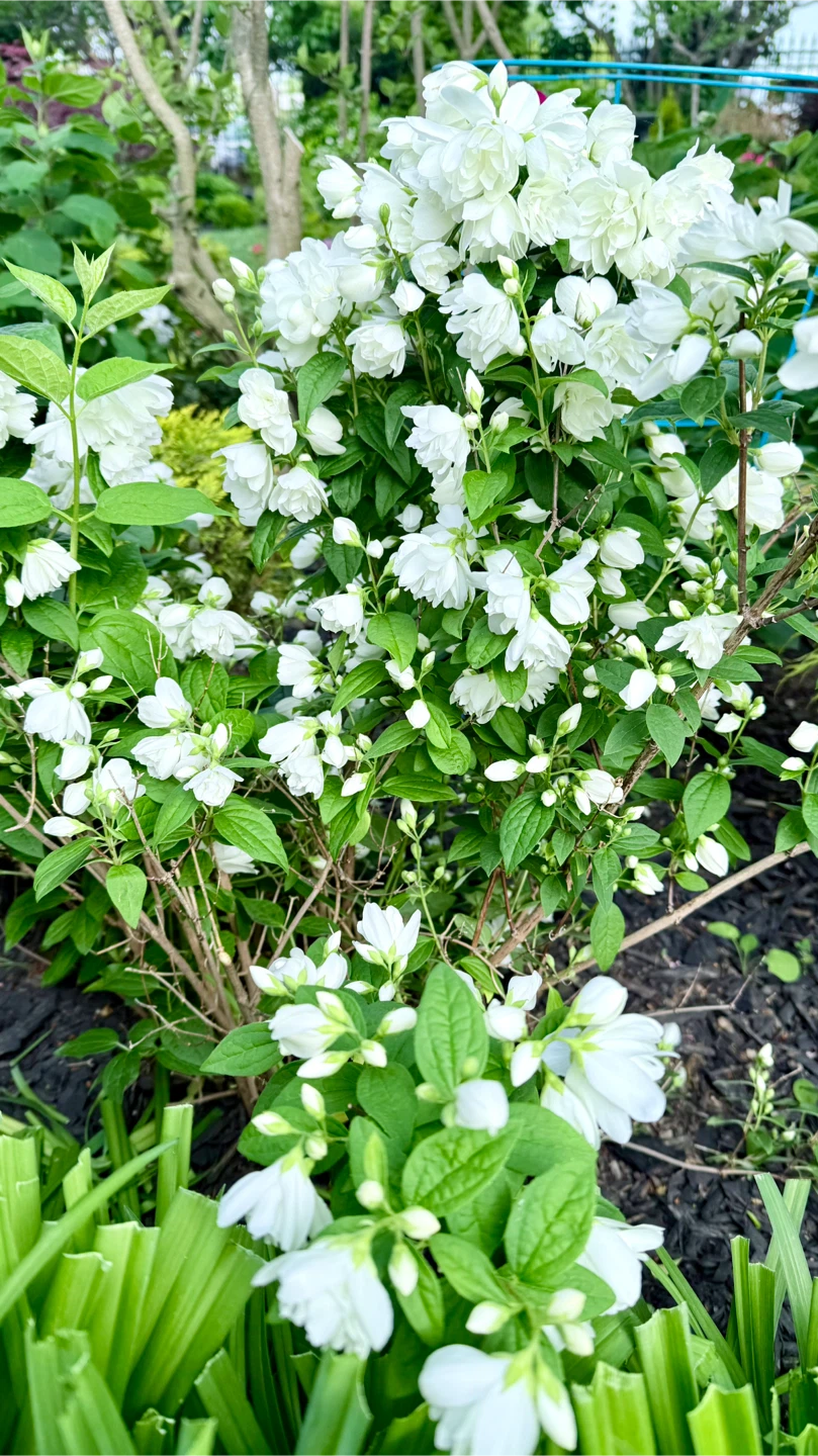 Mock Orange or Canadian Jasmine Plant - photo 2