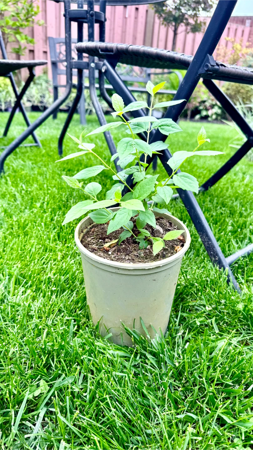 Mock Orange or Canadian Jasmine Plant - photo 4
