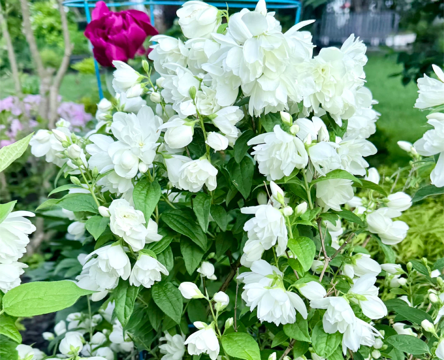 Mock Orange or Canadian Jasmine Plant