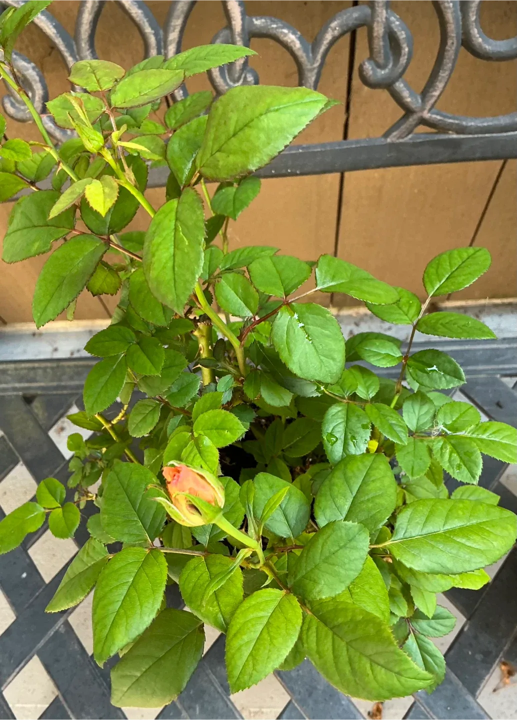 2 Miniature Rose Bush … 1 white and 1 pink flowers…both for $12. image indicator(3)