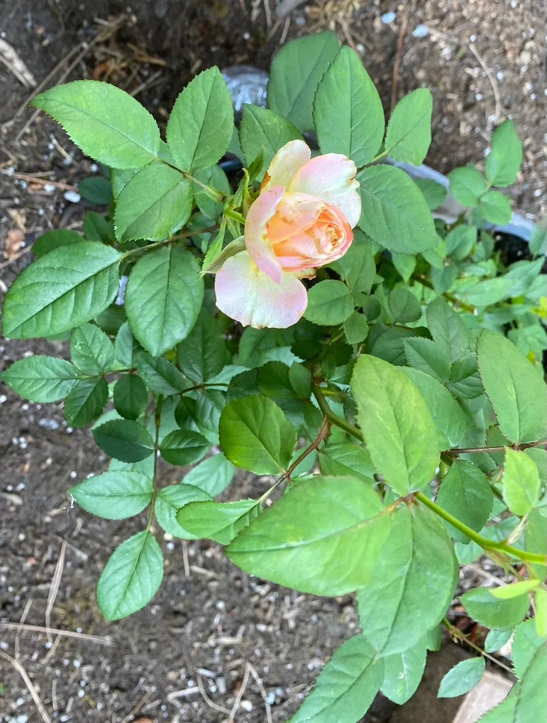 2 Miniature Rose Bush … 1 white and 1 pink flowers…both for $12. image indicator(4)