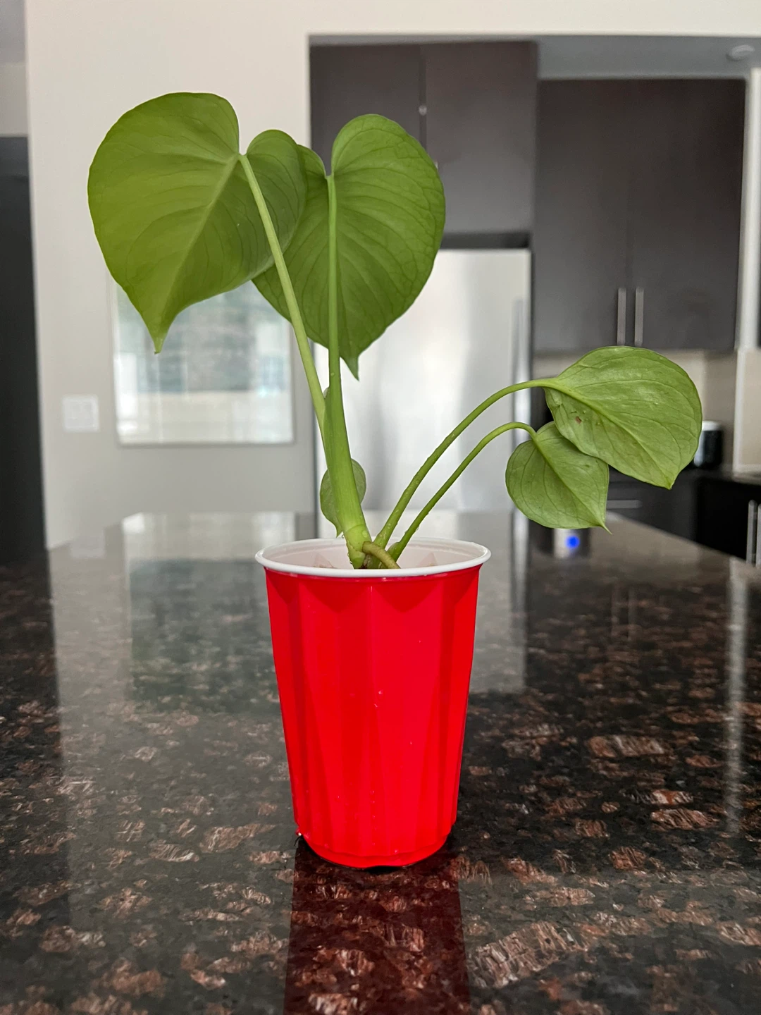 4in Monstera Deliciosa - photo 2