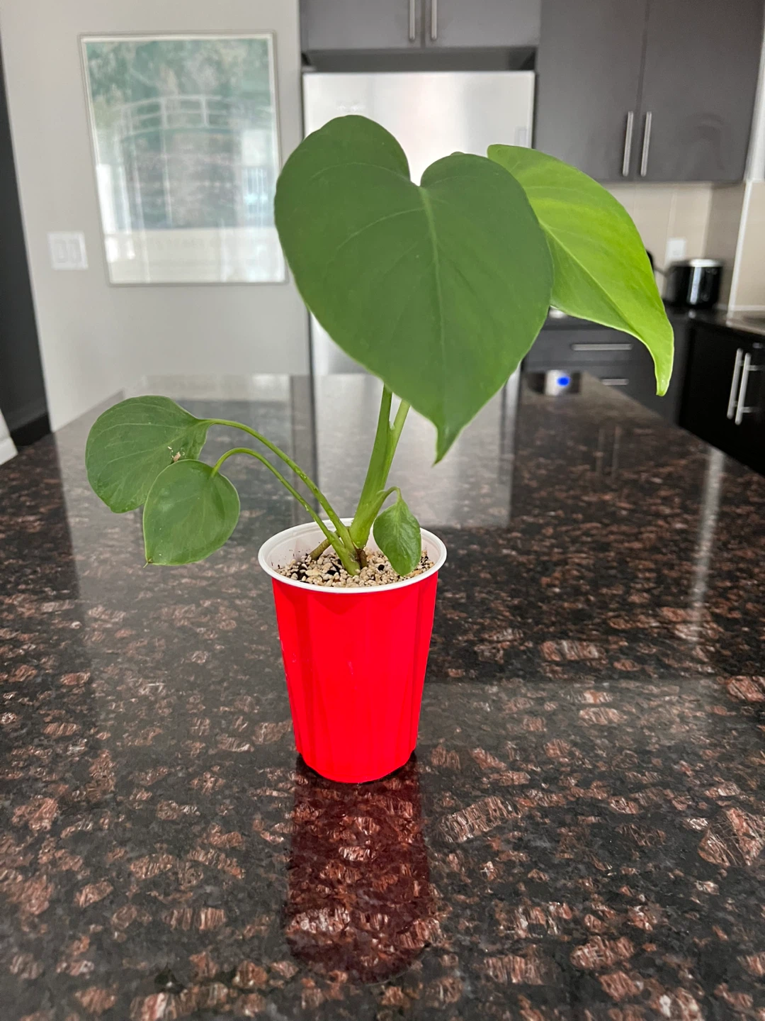 4in Monstera Deliciosa