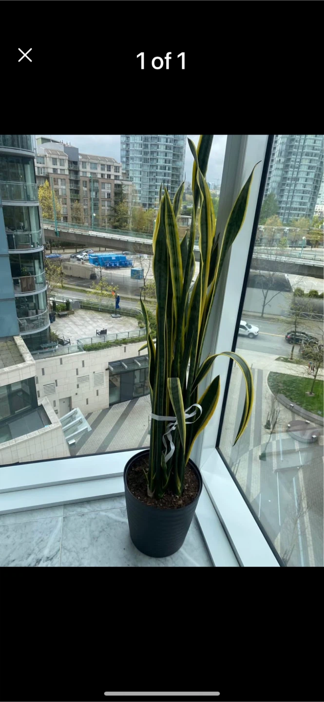 Snake Plant in Black Pot