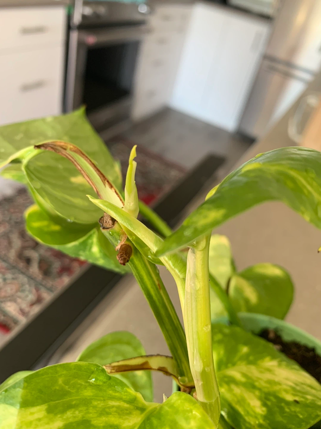 Golden money plant in Pot