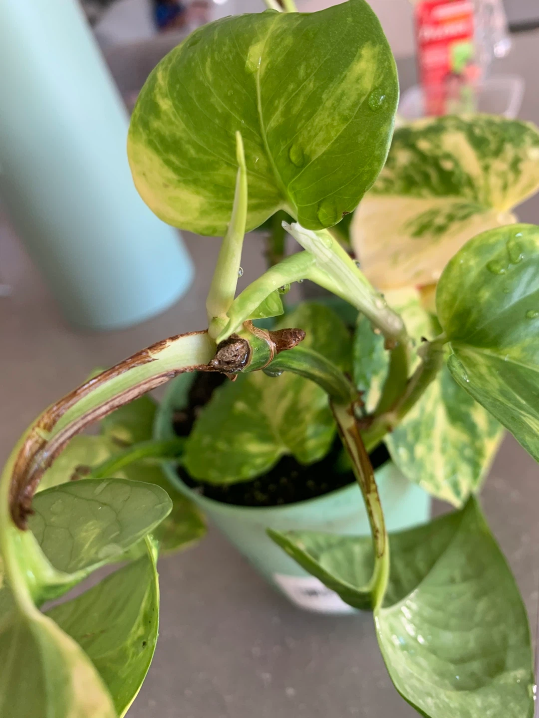 Golden money plant in Pot - photo 2