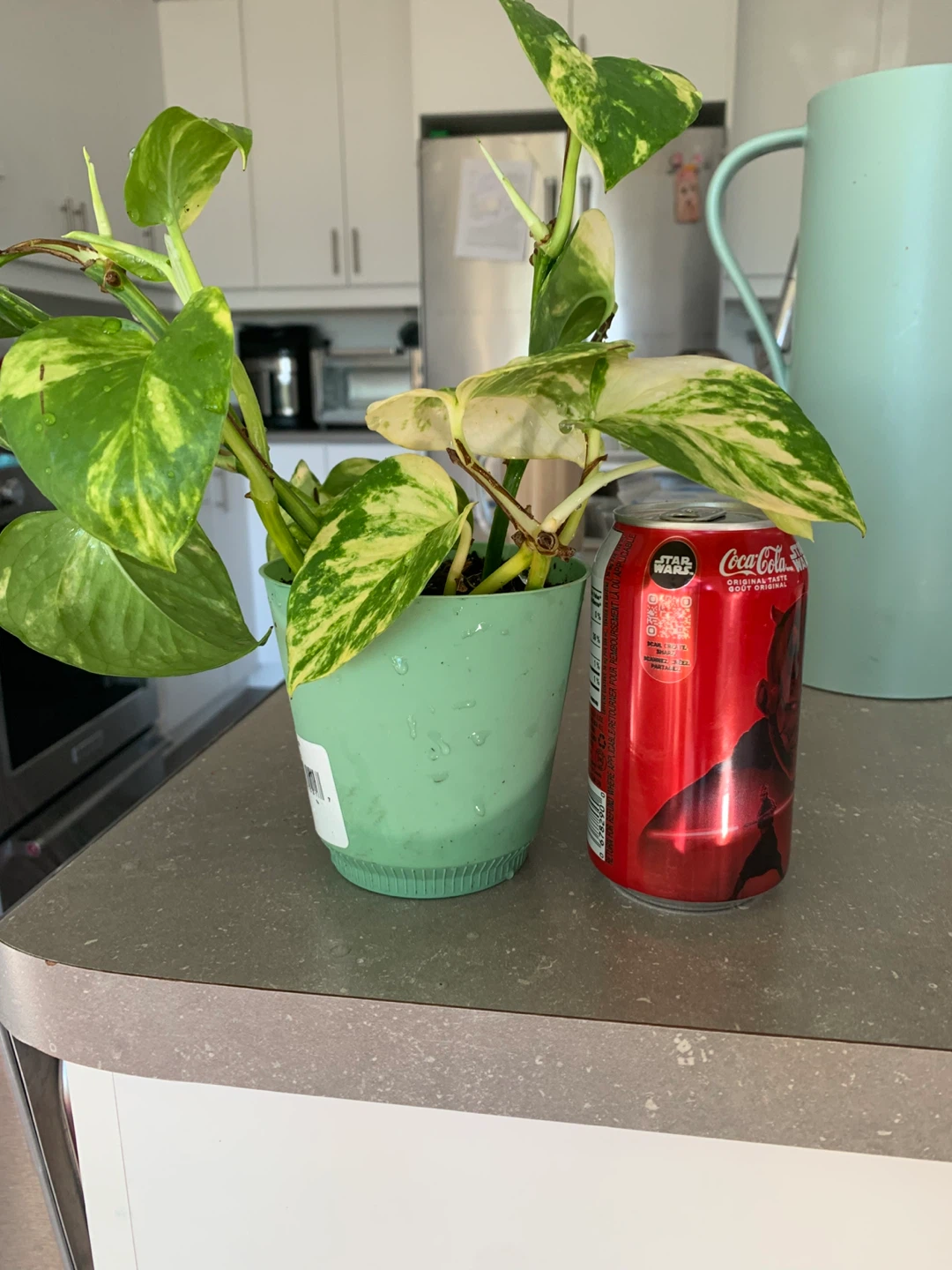 Golden money plant in Pot - photo 4