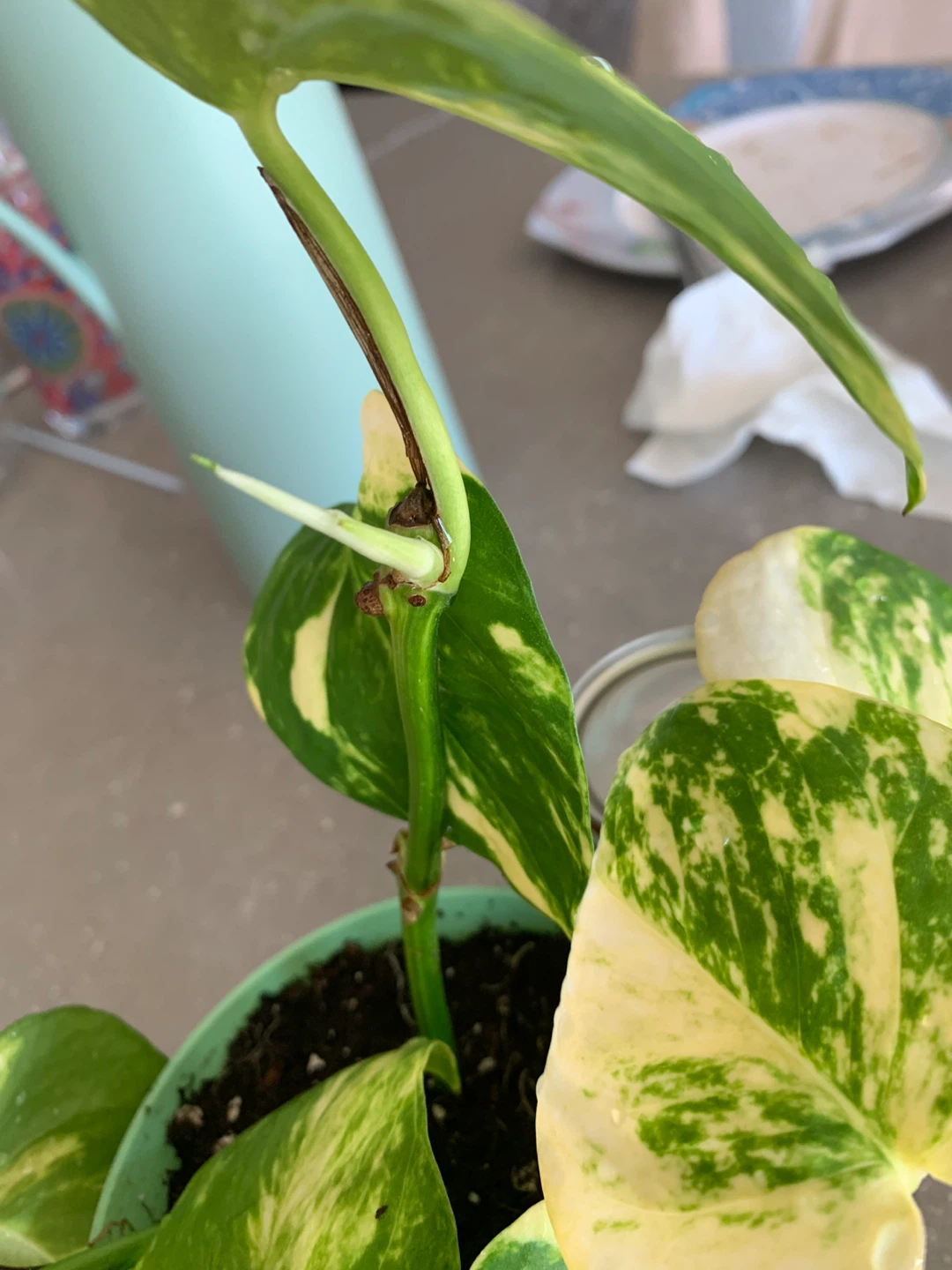 Golden money plant in Pot - photo 3