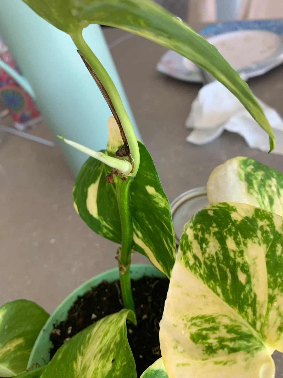 Golden money plant in Pot image indicator(3)