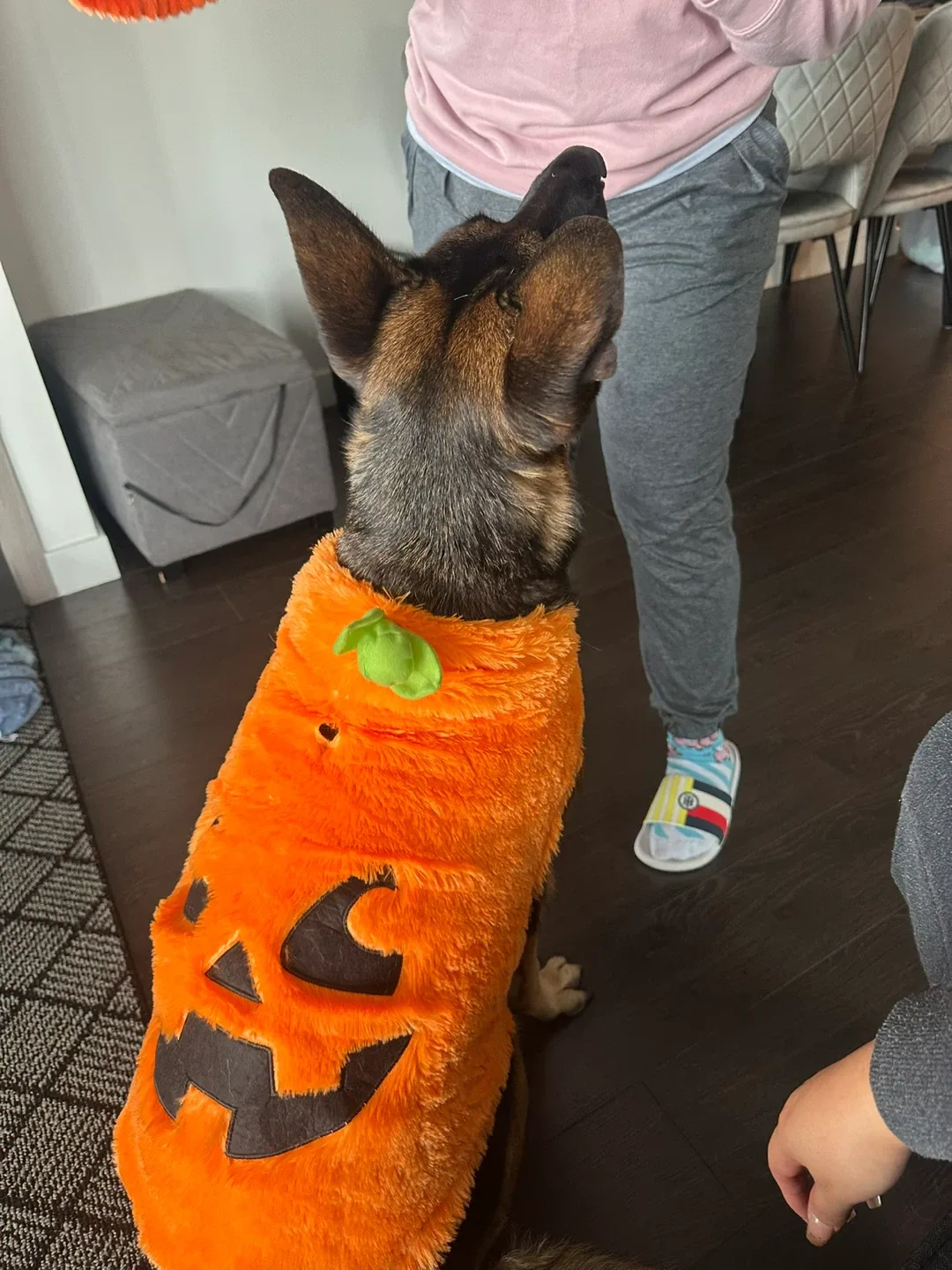 Pumpkin costume for dog image indicator(2)