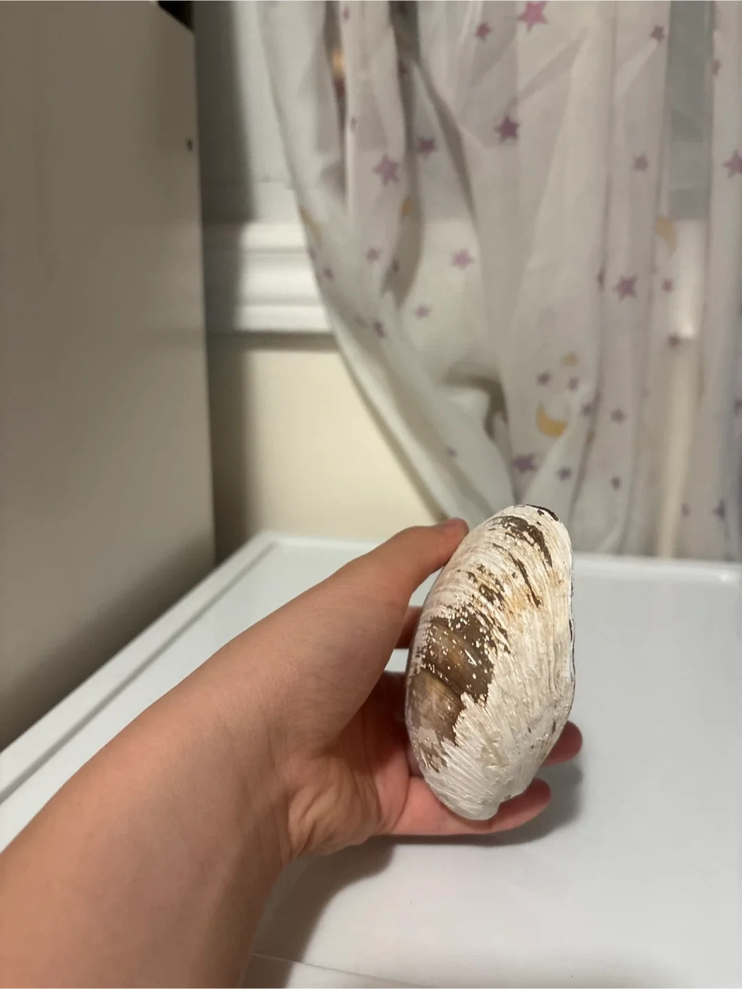 Large Seashell image indicator(3)