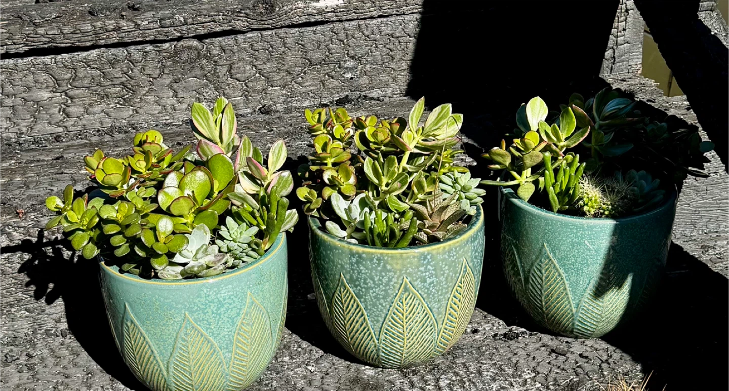 Potted Succulents 🧡