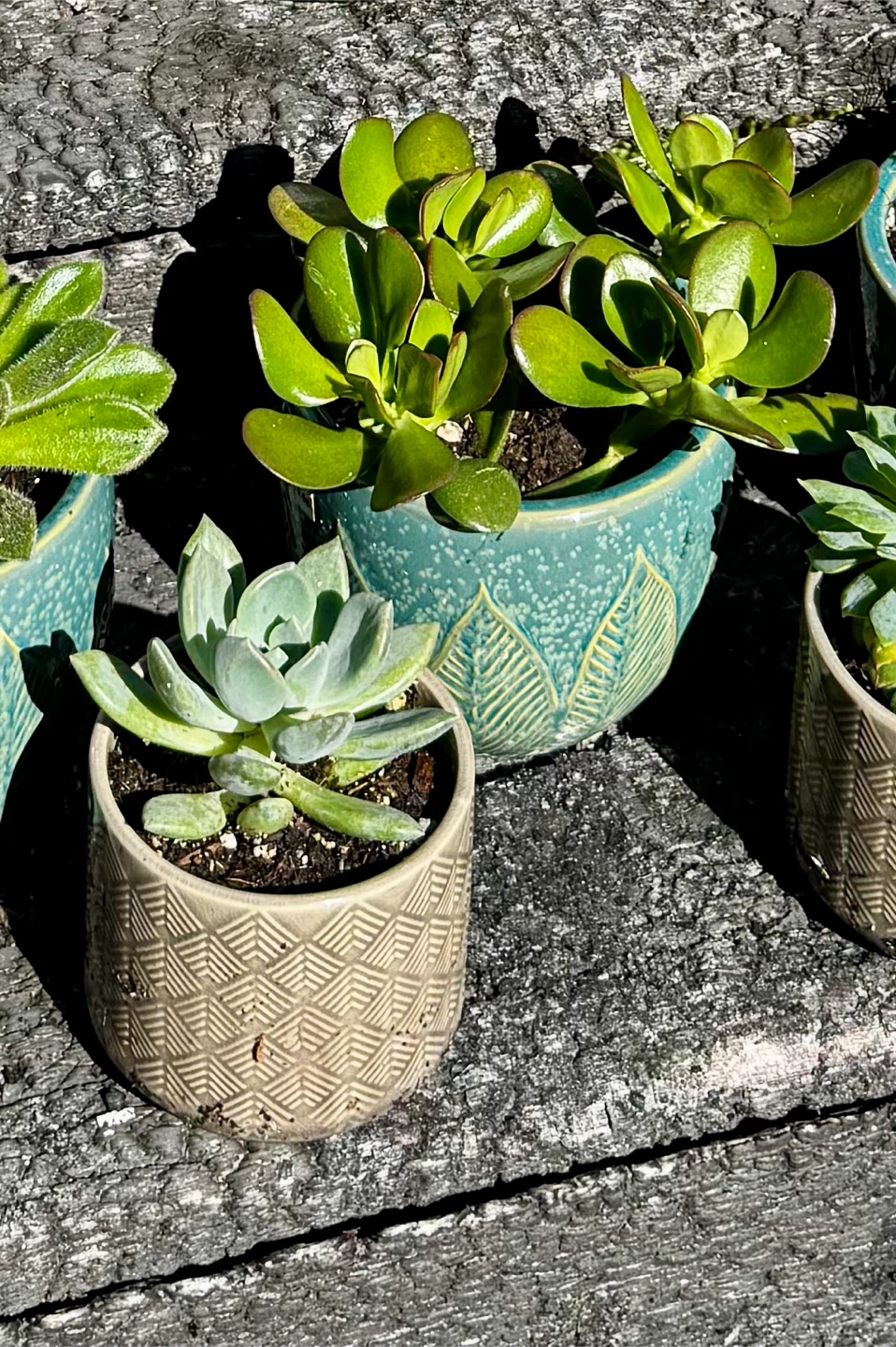 Potted Succulents 🧡 - photo 2