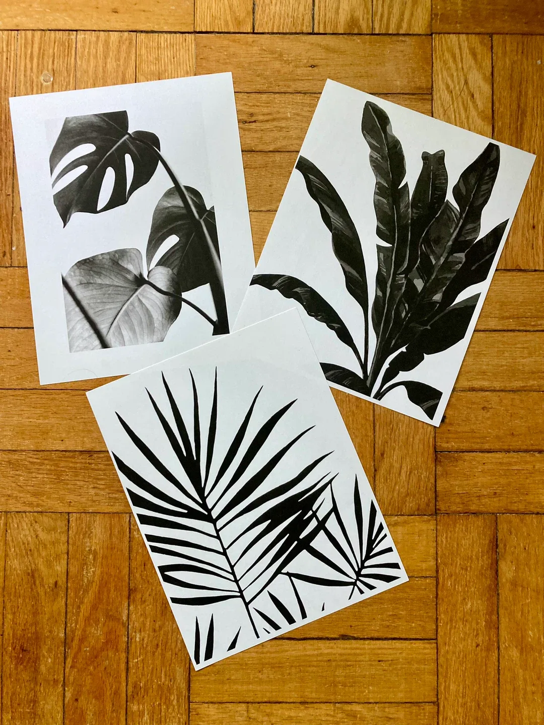 Black & White Plant Prints thumbnail