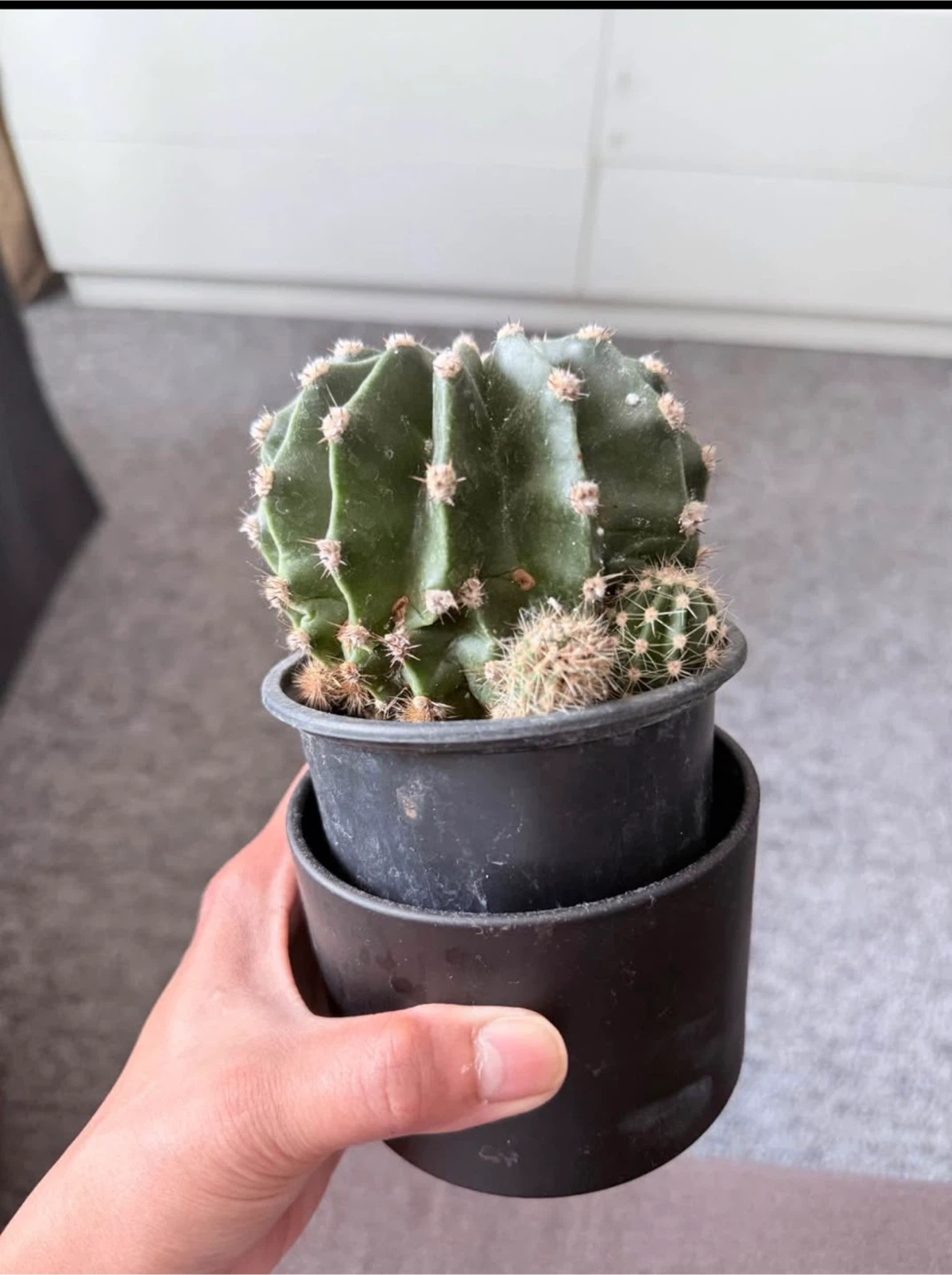 Cactus in Black Pot