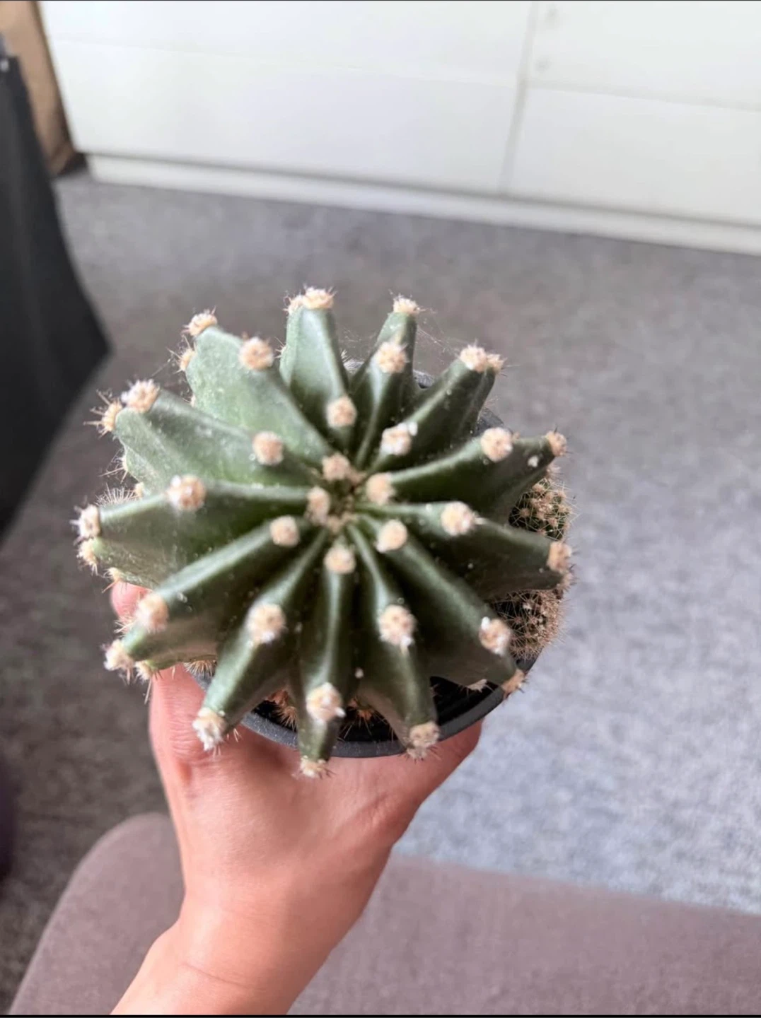 Cactus in Black Pot - photo 2