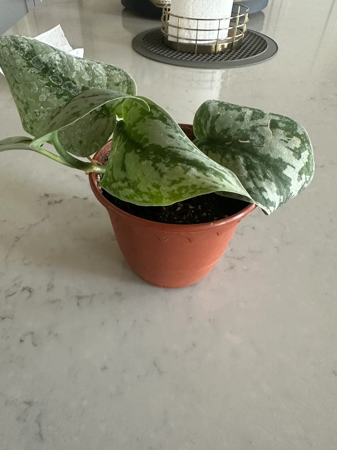 Potted Silver Satin Pothos Plant thumbnail