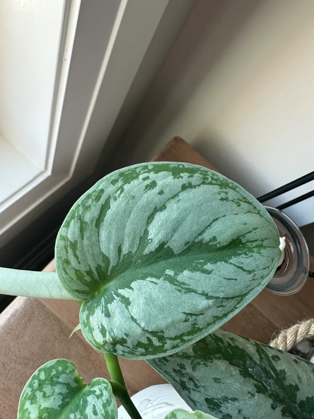 Potted Silver Satin Pothos Plant image indicator(2)