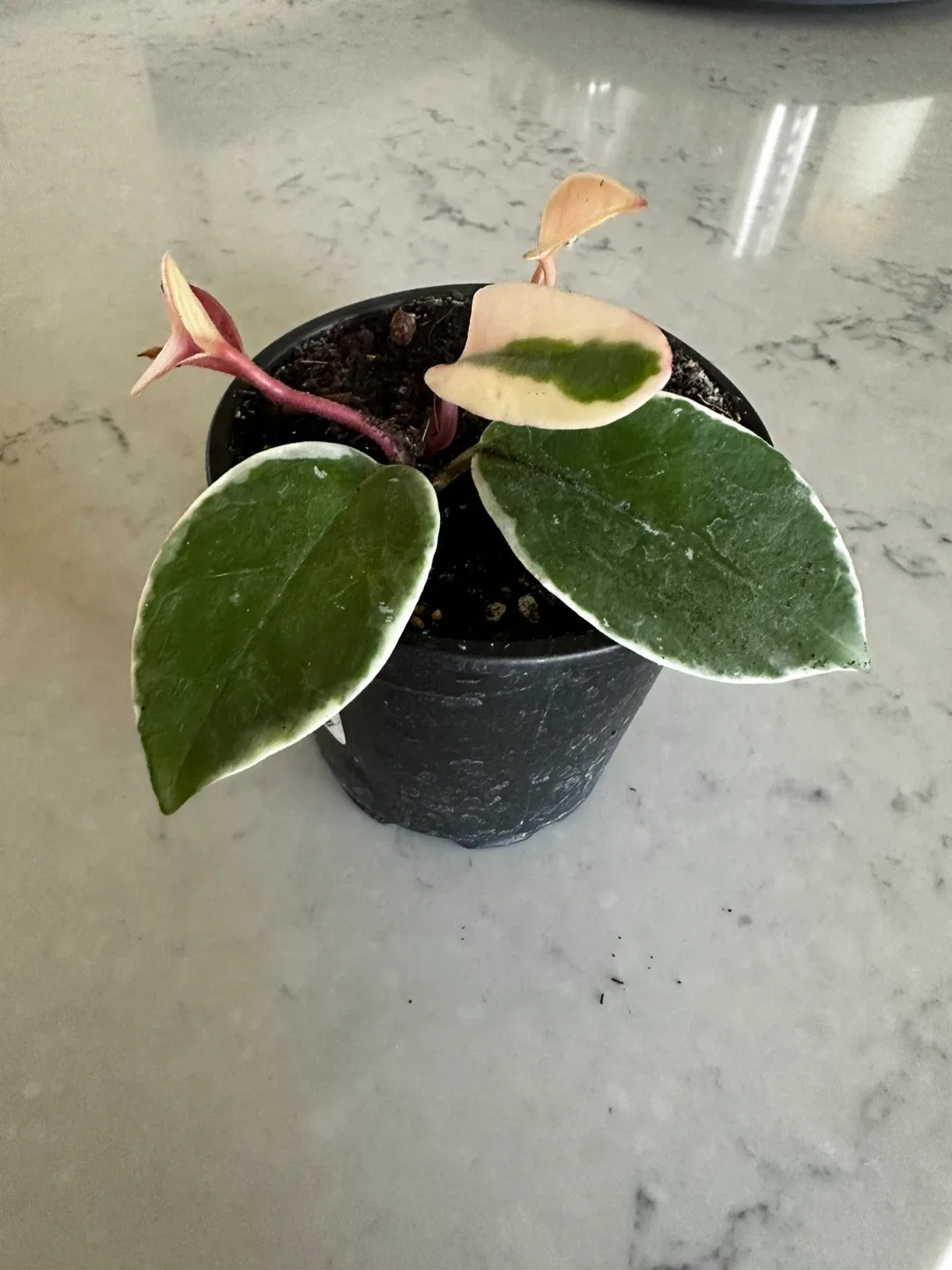 Hoya Plant in Black Pot image indicator(2)