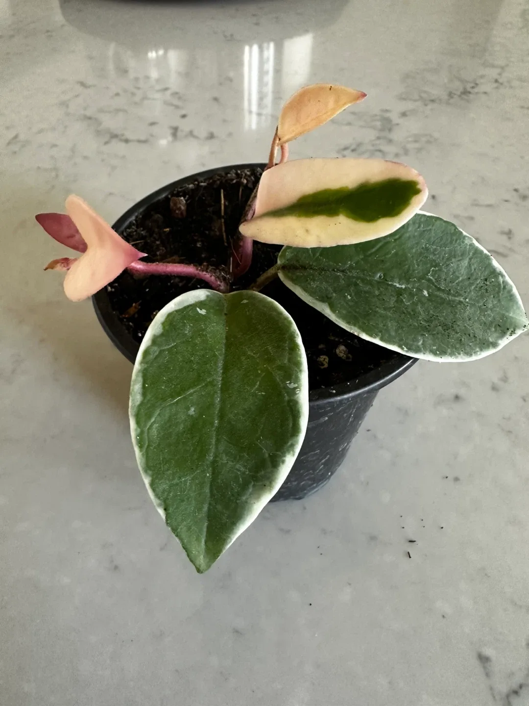 Hoya Plant in Black Pot thumbnail