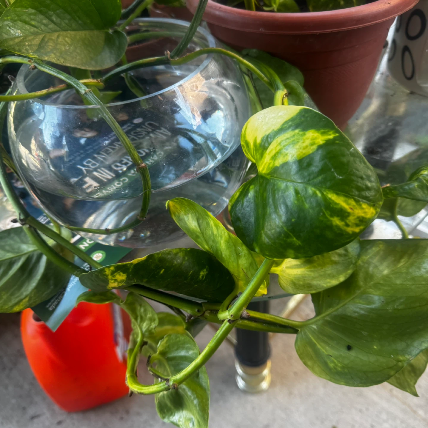 Pothos Plant in Glass Bowl