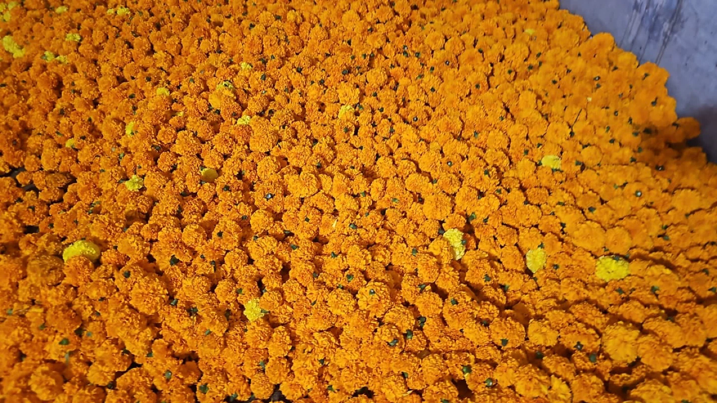 🌼 Fresh Marigold Petals – 50g for $1.50 🌼 - photo 4