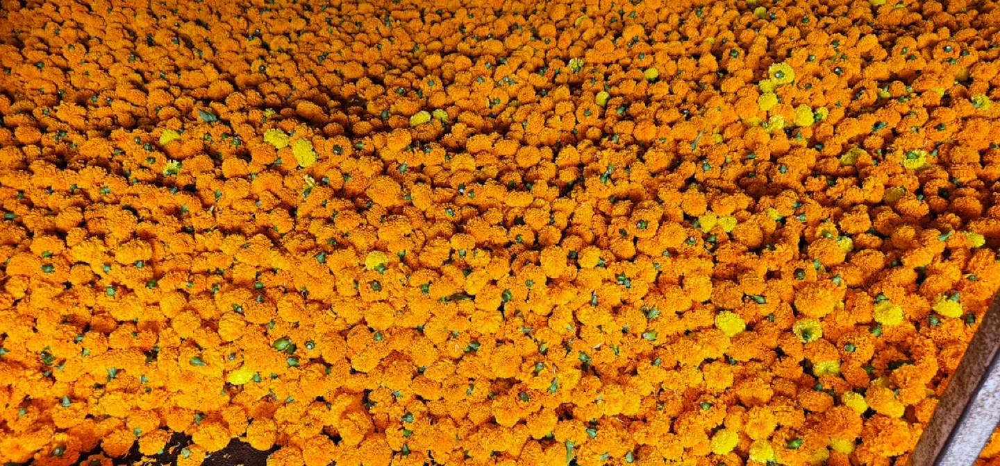 🌼 Fresh Marigold Petals – 50g for $1.50 🌼 - photo 3