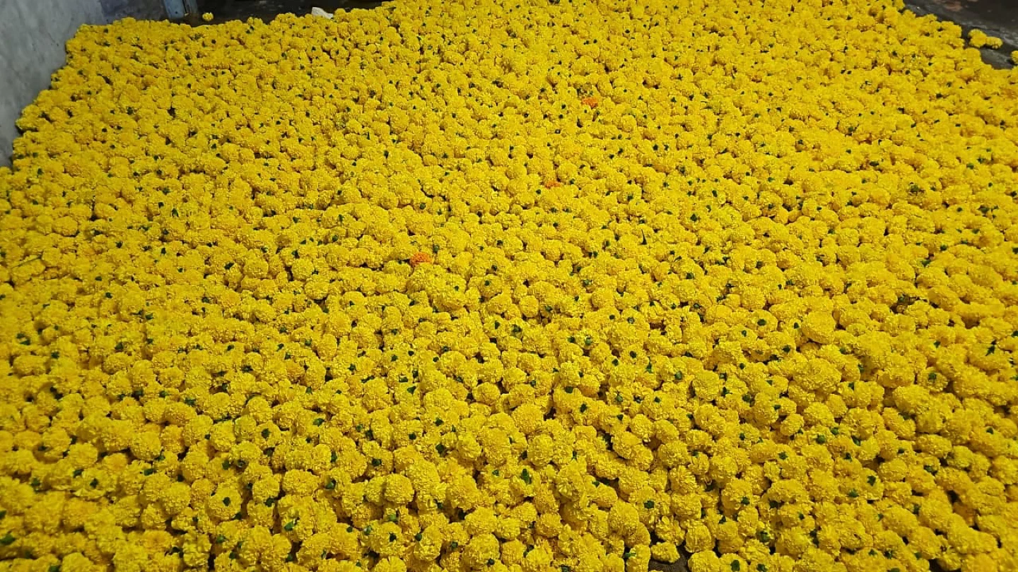 🌼 Fresh Marigold Petals – 50g for $1.50 🌼 - photo 5