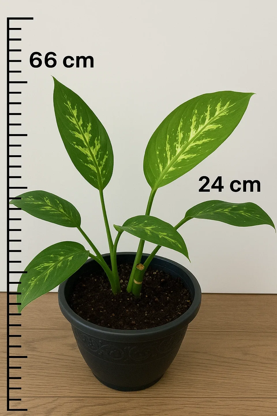 Dieffenbachia Plant in Pot image indicator(2)