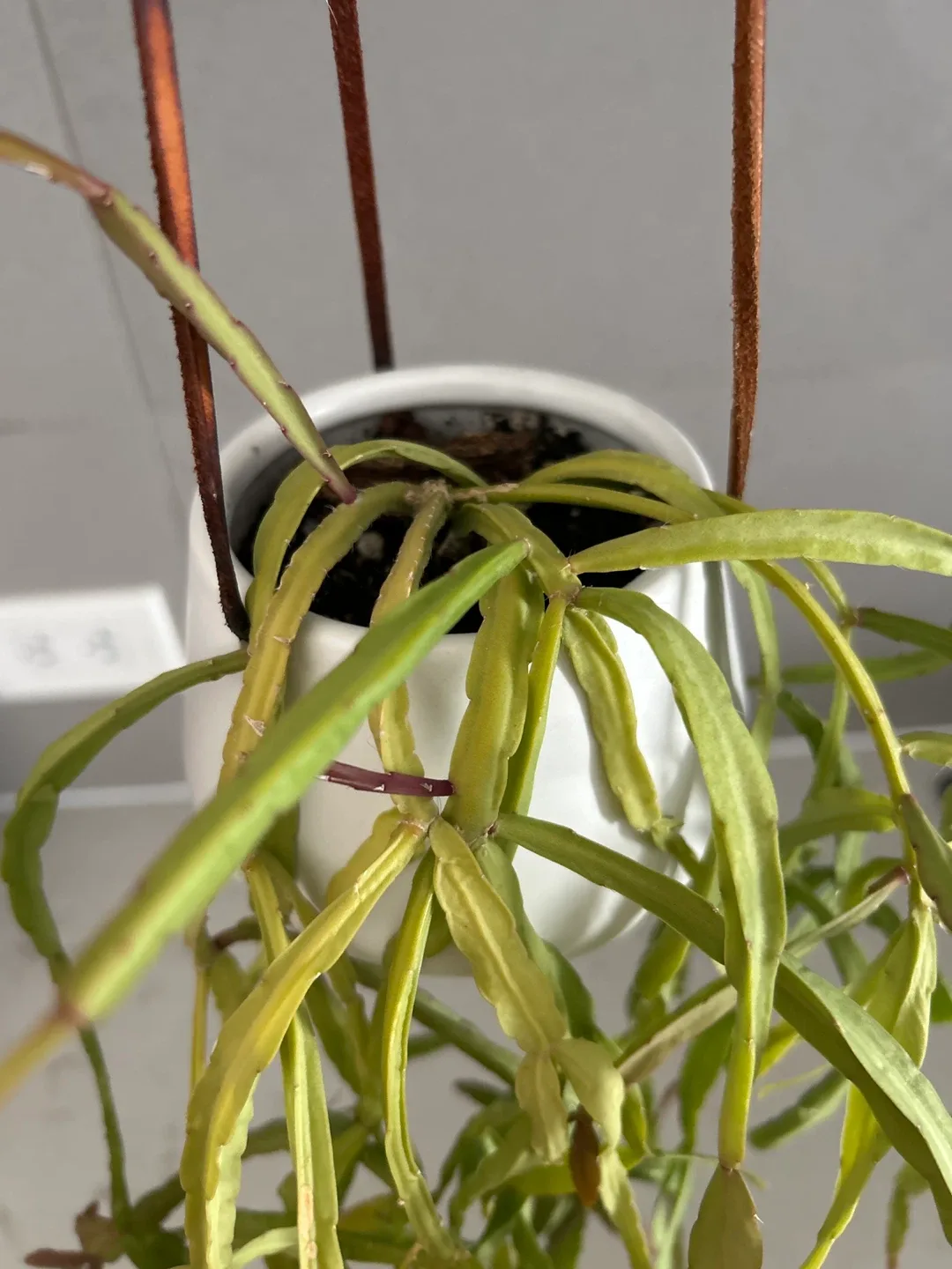 Hanging Cactus Plants (cat friendly) 🧡 – $3 each image indicator(2)