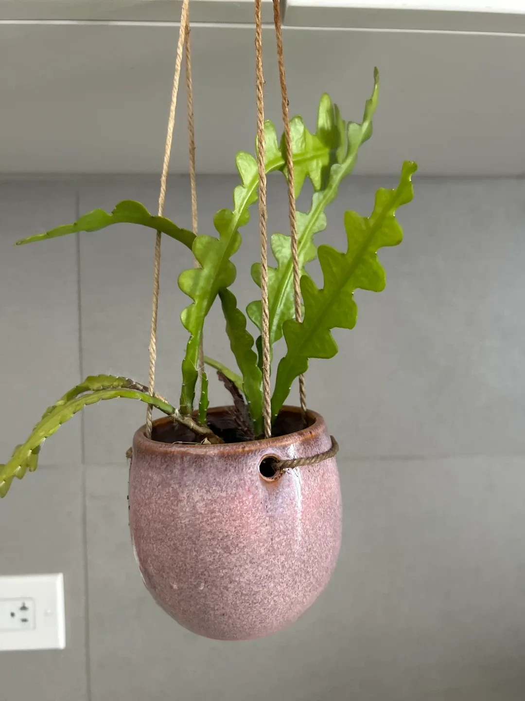 Hanging Cactus Plants (cat friendly) 🧡 – $3 each image indicator(8)